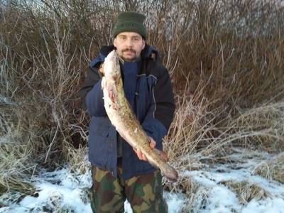 Burbot
