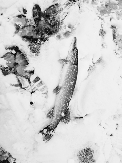 Northern Pike