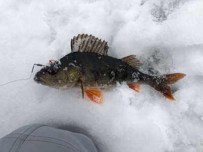 Eurasian perch