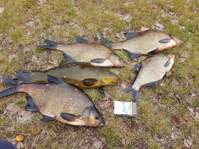 Carp bream