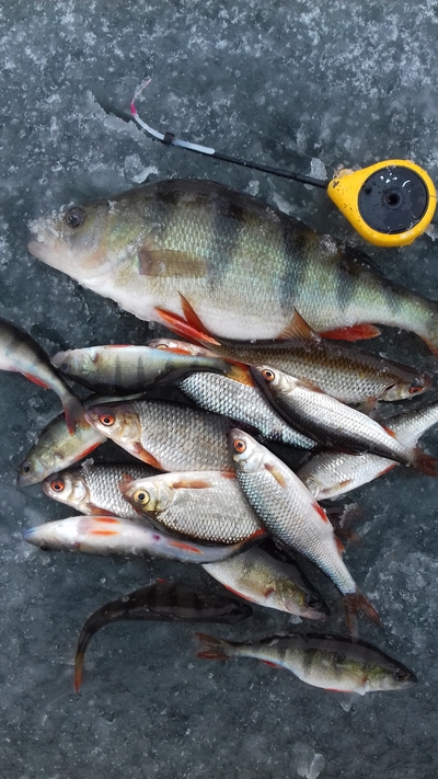 Eurasian perch