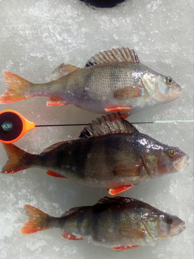 Eurasian perch