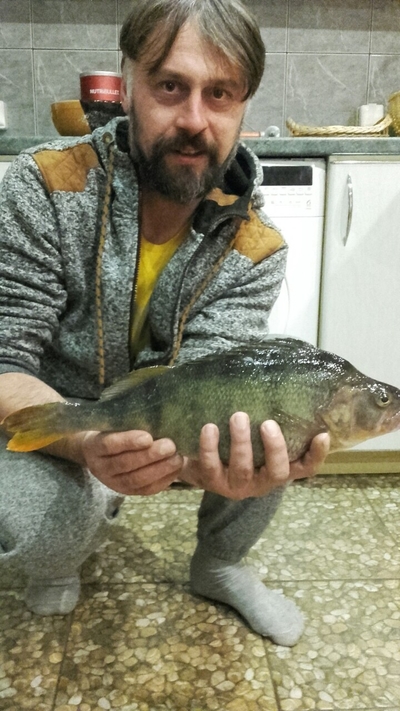 Eurasian perch