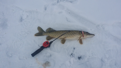 Northern Pike