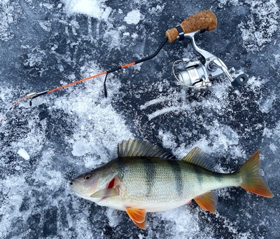 Eurasian perch