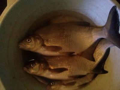 Carp bream