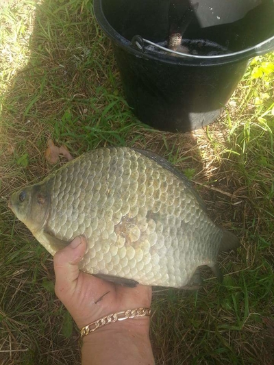Crucian carp