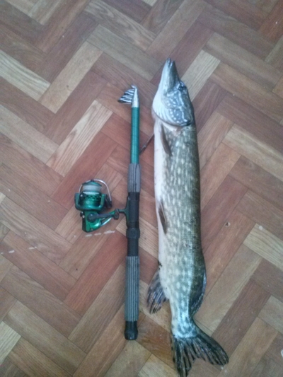 Northern Pike