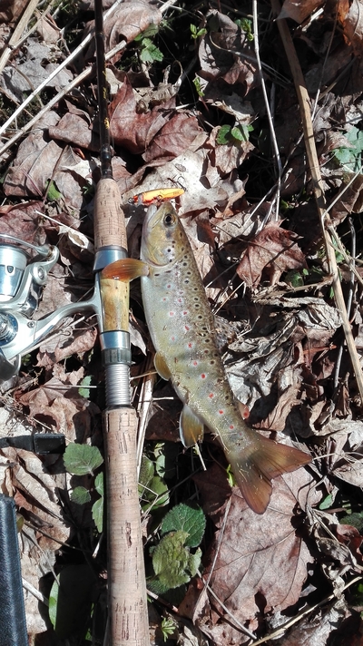 Brown Trout