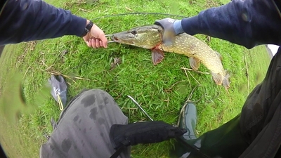 Northern Pike