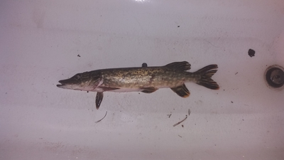 Northern Pike