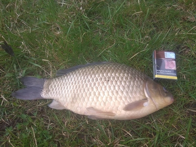 Prussian carp