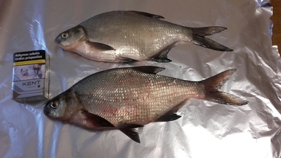 Carp bream