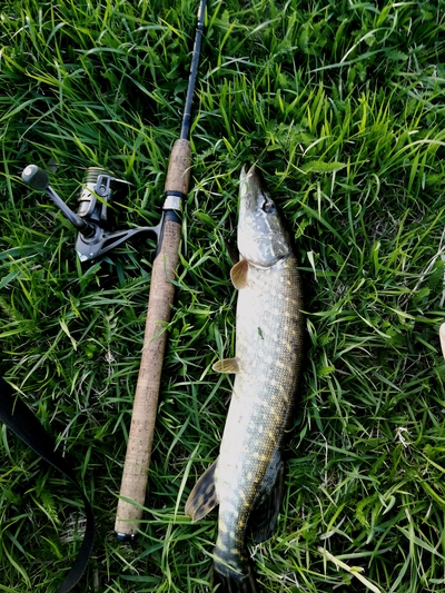 Northern Pike