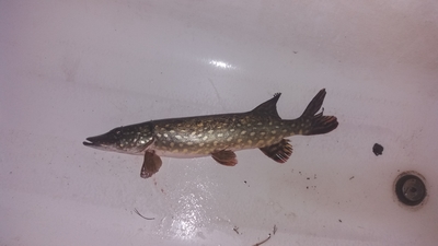 Northern Pike