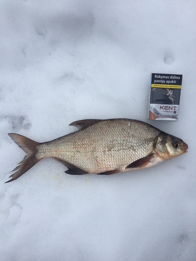 Carp bream