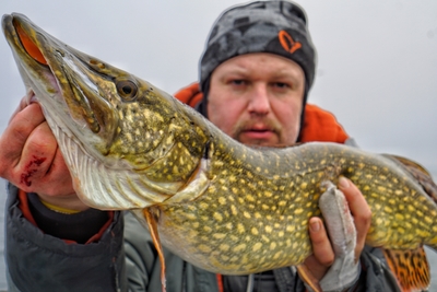 Northern Pike