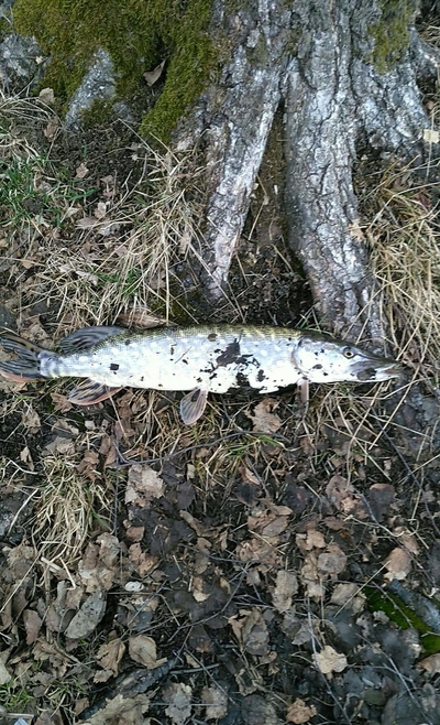 Northern Pike