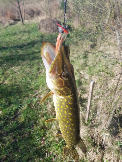 Northern Pike
