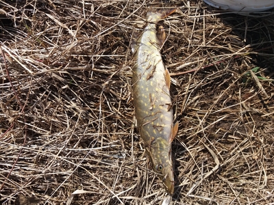 Northern Pike