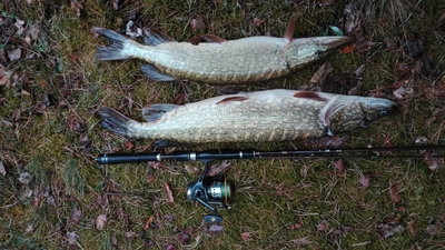 Northern Pike