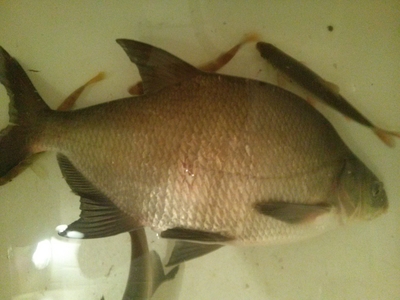 Carp bream