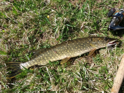 Northern Pike