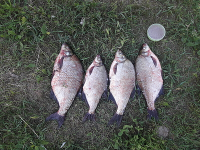 Carp bream
