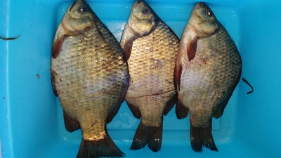 Crucian carp