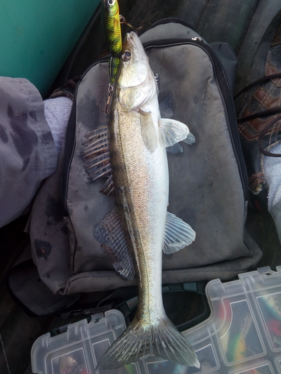 Pike perch
