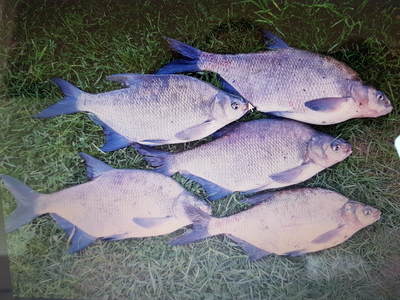 Carp bream