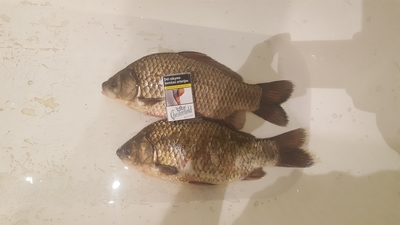 Prussian carp