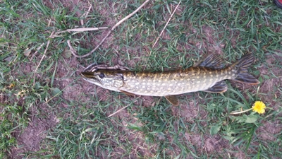 Northern Pike
