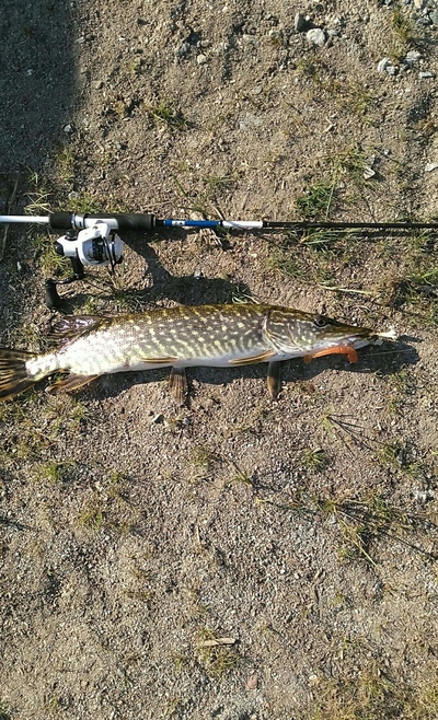 Northern Pike