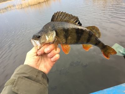 Eurasian perch