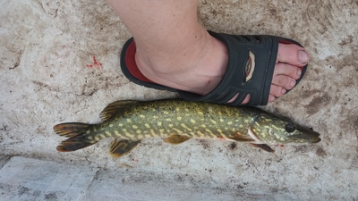 Northern Pike
