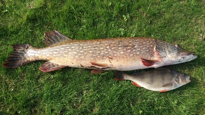 Northern Pike