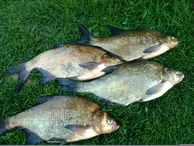 Carp bream