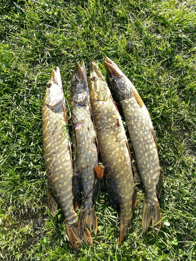 Northern Pike
