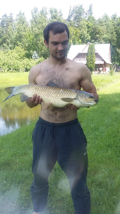 Silver carp