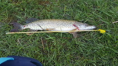 Northern Pike