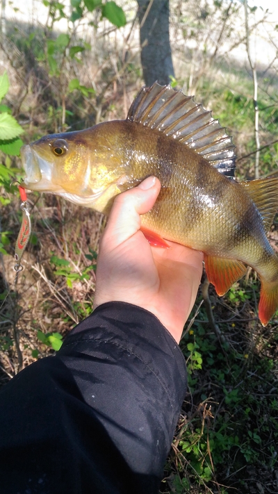 Eurasian perch