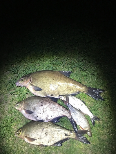 Carp bream