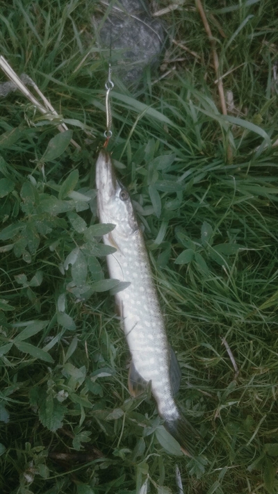 Northern Pike