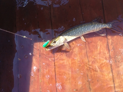 Northern Pike