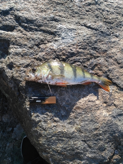 Eurasian perch