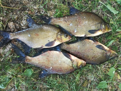 Carp bream