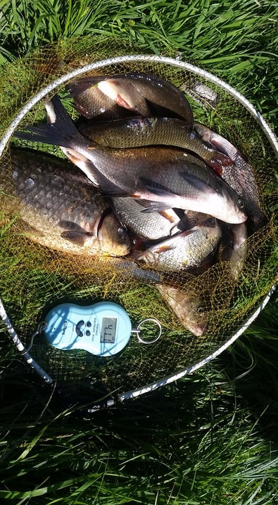 Carp bream