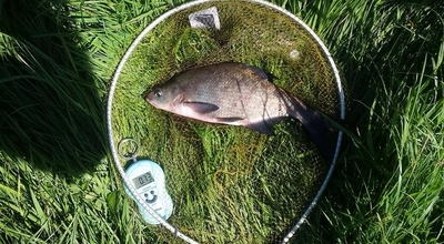 Carp bream