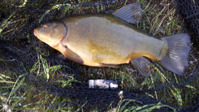 Tench
